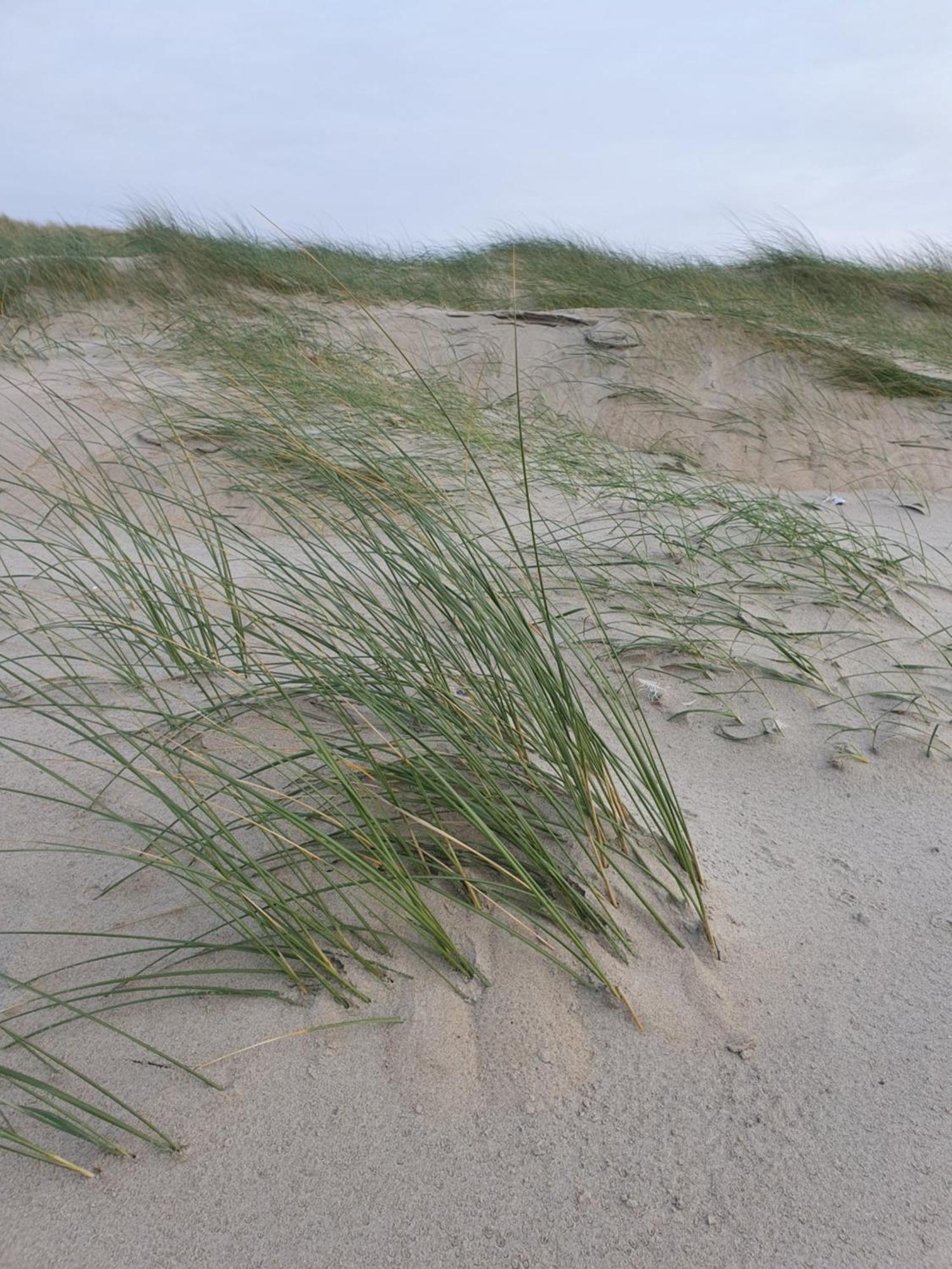 Logies De Sering Texel De Koog  Exterior photo